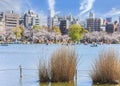 Seagull and turtle in susuki grass and cherry blossoms of Shinobazu pond in Ueno.