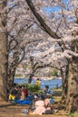 Japanese girls with face mask enjoying cherry blossoms of Ueno park. Royalty Free Stock Photo