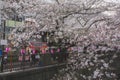 Tokyo, Japan March 29,2018 : street food in cherry blossom meguro river sakura festival with lanterns pink and white Royalty Free Stock Photo