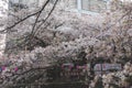 Tokyo, Japan March 29,2018 : street food in cherry blossom meguro river sakura festival with laterns pink and white Royalty Free Stock Photo