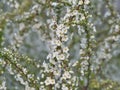 Thunberg spirea or Spiraea thunbergii or Thunberg`s meadowsweet