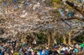 Visitors enjoy cherry blossom (Sakura) in Ueno Park, Tokyo, Japan