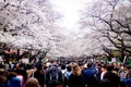 TOKYO, JAPAN - MARCH 30: Visitors enjoy Japanese cherry blossom at Ueno Park. Ueno Park is the most famous place of Tokyo for Royalty Free Stock Photo