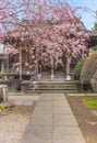 Weeping cherry blossoms in front of the Bishamon Hall of TennÃÂ-ji temple.