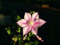 Closeup of Clematis Caroline in spring