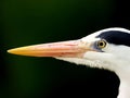 Closeup of Grey heron head