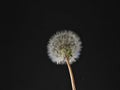 Closeup of parachute ball of dandelion on black background Royalty Free Stock Photo