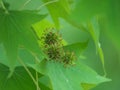 Closeup of Spiked Gumball of American sweetgum Liquidambar styraciflua. Called Redgum, Sweet Gum, Sat