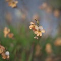 Closeup of Tritonia or flame freesia