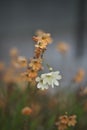 Closeup of Tritonia or flame freesia