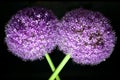 Closeup of Two leaning Allium giganteum Regel or giant onion or ornamental onion at dawn