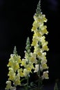 Closeup of Yellow Snapdragon flowers on black background in Tokyo