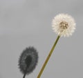 Dandelion puffball and its shadow on gray background