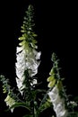 Digitalis or Foxglove flowers on black background Royalty Free Stock Photo