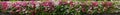 Panoramic view of planting fence of azalea flowers in Tokyo