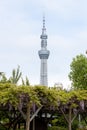 Tokyo, Japan, May 1, 2019 : Tokyo skytree, the highest tower in Japan with blue sky background and have bloom fuji wisteria Royalty Free Stock Photo