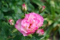 Strawberry ice rose or DELbard rose or DELcoussi rose or Bordure Rose