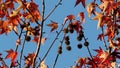 Beautiful red leaves and fruits of American sweetgum, Liquidambar styraciflua,American storax,ha