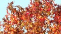 Beautiful red leaves and fruits of American sweetgum, Liquidambar styraciflua,American storax,ha