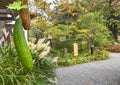 Closeup on a Japanese hechima sponge gourd hung at the pergola of Mukojima-Hyakkaen Gardens.