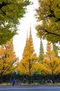 TOKYO, JAPAN - NOVEMBER 19, 2016. Icho Namiki/Ginkgo Avenue, Meiji Jingu Gaien Park, japanese people and tourists have a nice Royalty Free Stock Photo