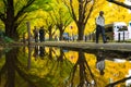 TOKYO, JAPAN - NOVEMBER 19, 2016. Icho Namiki/Ginkgo Avenue, Mei Royalty Free Stock Photo