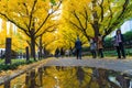 TOKYO, JAPAN - NOVEMBER 19, 2016. Icho Namiki/Ginkgo Avenue, Mei Royalty Free Stock Photo