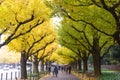 TOKYO, JAPAN - NOVEMBER 19, 2016. Icho Namiki/Ginkgo Avenue, Meiji Jingu Gaien Park, japanese people and tourists have a nice Royalty Free Stock Photo