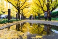 TOKYO, JAPAN - NOVEMBER 19, 2016. Icho Namiki/Ginkgo Avenue, Meiji Jingu Gaien Park, japanese people and tourists have a nice Royalty Free Stock Photo