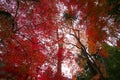 Autumn in Tokyo Royalty Free Stock Photo