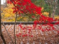 Autumn in Tokyo Royalty Free Stock Photo