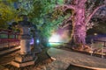 Stone lanterns illuminating the Okusu camphor tree of Ueno TÃÂshÃÂ-gÃÂ« shrine at night.