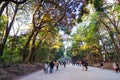 Tokyo, Japan - November 23, 2013 : Tourist visit Forest path heading down to the Meiji Jingu Shrine