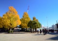 Tokyo, Japan - November 22, 2013: Visitors enjoy colorful trees