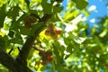 Ripe Ginkgo tree with Ginkgo nuts in autumn