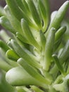 Closeup of quaint and characteristic leaves of Crassula portulacea f. monstrosa