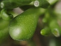 Closeup of quaint and characteristic leaves of Crassula portulacea f. monstrosa