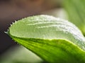 Closeup of quaint and characteristic leaves of Haworthia mutica