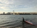 Japanese man winsurfing alone in the sea at Odaiba, Tokyo, Japan