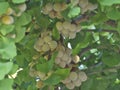 Ripe ginkgo nuts on a tree