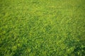 Swirly bokeh--Single Trifolium pratense or red clover on grass