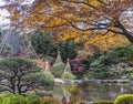 Tokyo Metropolitan Park KyuFurukawa japanese garden`s pine trees protected by a winter umbrella with a red and yellow maple momiji Royalty Free Stock Photo