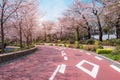 TOKYO MIDTOWN, JAPAN - APRIL 1ST: Spring sakura cherry blossoms