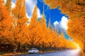 Tokyo rich yellow ginkgo tree along both side of Jingu gaien avanue in autumn with cars Famous attraction