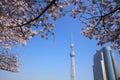 Tokyo sky tree and cherry blossom