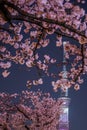 Tokyo Sky Tree and going to see cherry blossoms at night Royalty Free Stock Photo