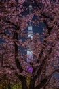 Tokyo Sky Tree and going to see cherry blossoms at night Royalty Free Stock Photo