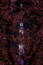 Tokyo Sky Tree and going to see cherry blossoms at night Royalty Free Stock Photo