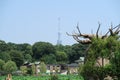 Tokyo Sky tree is located behind the green forest