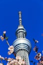 Tokyo Sky tower Japan Royalty Free Stock Photo